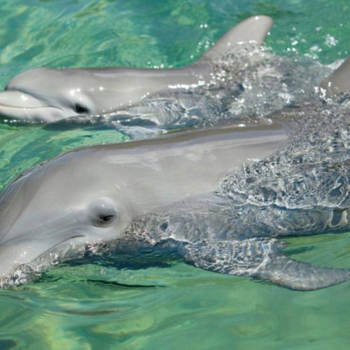 delfinariul din constanța se redeschide după modernizare