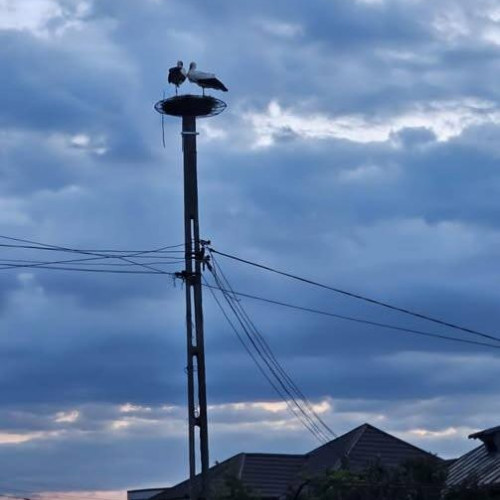 barza de la aninoasa, simbol al politicii de la varf, si-a facut cuibul, spune primarul comunei