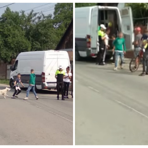acte de cruzime și operțiuni controversate de capturare a câinilor în județul Cluj