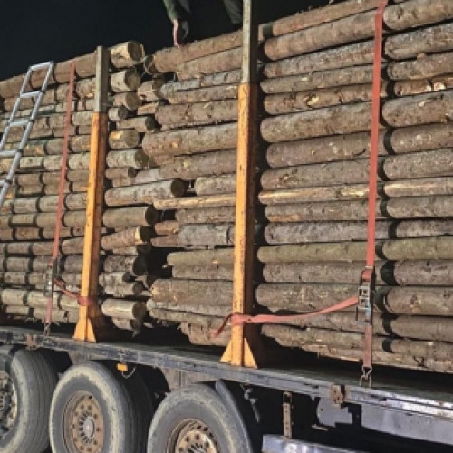 Tânăr din Covasna, prins cu lemn ilegal în Neamț