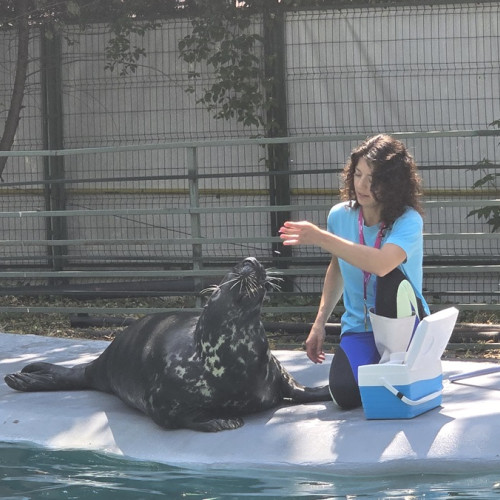 leutul de mare velykis încântă publicul la constanța