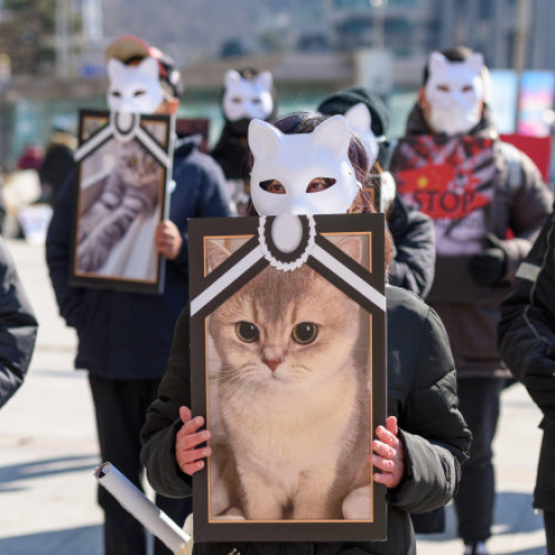 Senatul italian a adoptat o lege care întărește protecția animalelor și sancționează dur crima. Noua legislație a fost prezentată ca un pas important pentru recunoașterea animalelor ca ființe sensibile și demne de protecție, nu doar ca obiecte al compasiunii umane. Potrivit sursei Humaneworld.org, legea modifică Codul penal, Codul de procedură penală și alte reglementări, sporind pedepsele pentru uciderea, maltratarea și organizarea sau participarea la lupte de animale.