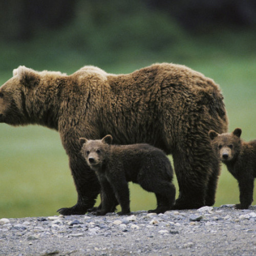 Metoda inovatoare de alungare a ursilor, testată la Râșnov