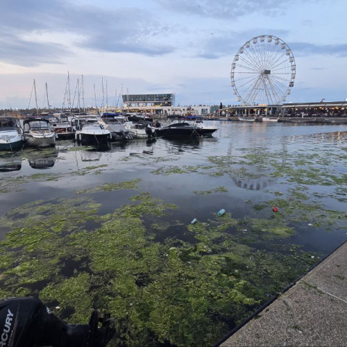 Creșterea excesivă a algelor în Portul Tomis, un fenomen vizibil mai intens decât în anii anteriori