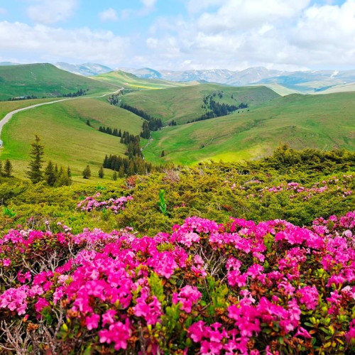 florile de munte din bucegi atrag iubitorii de peisaje de basm