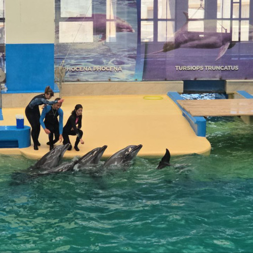 delfinariul din Constanța își redeschide porțile după modernizare