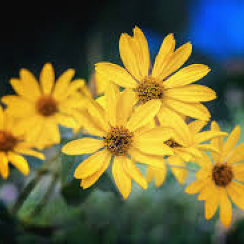 arnica, planta cu beneficii antiinflamatoare în medicina alternativă