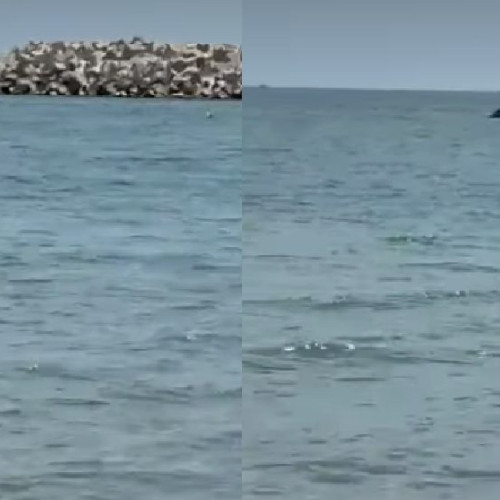 Delfini observați în apropierea plajei în stațiunea Mamaia