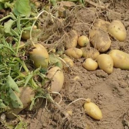 Cultivatorii de cartofi vor primi sprijin financiar de 200 euro/ha în acest an