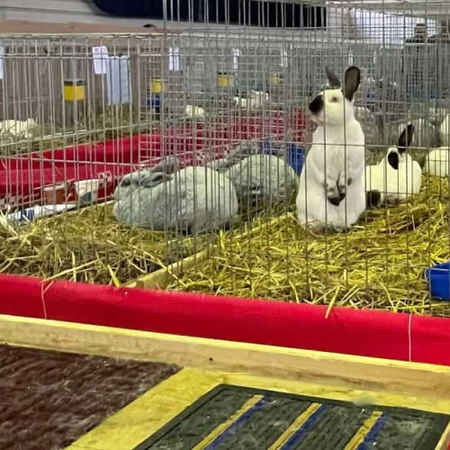 expozitie regionala de iepuri la vințu de jos în iunie