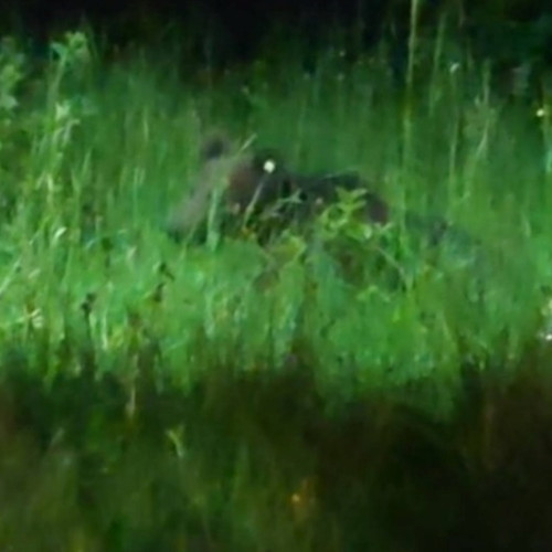 doi pui de urs capturați în rasnov, un altul încă în libertate