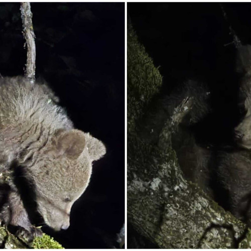 Pui de urs salvat de jandarmi în satul Martesti, Alba