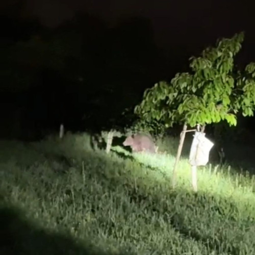 Ursul, văzut pe Valea Budacului, a fost îndepărtat de autorități