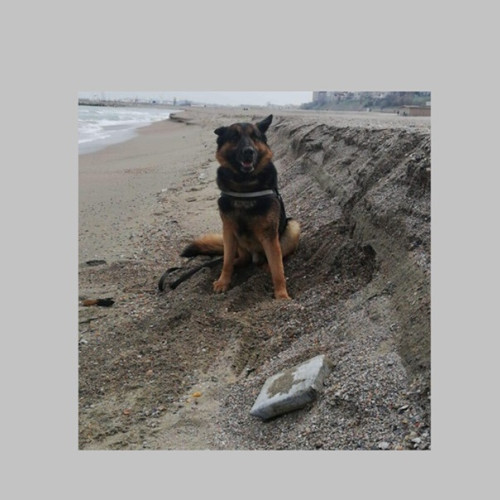 contestația DIICOT va fi decisă de curtea de apel constanța