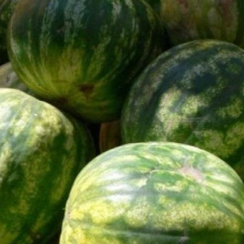 Primăria Arad stabilește puncte pentru comercializarea pepenilor pe domeniul public