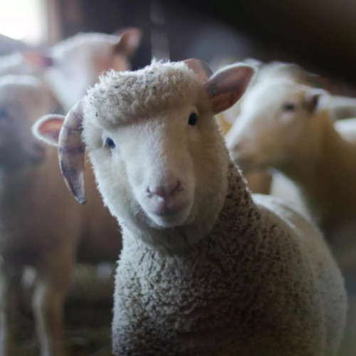 Un român de 41 de ani, prins sacrificând ilegal oi într-un apartament din Berlin