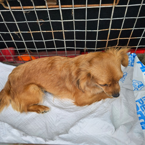 Campanie de sterilizări gratuite continuă în Neamț