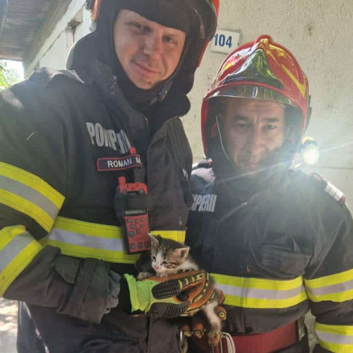 Pui de pisică salvat dintr-o fântână adâncă în Sebeș
