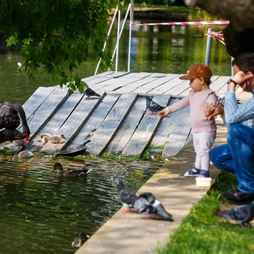 Spectacol de natură în centrul Clujului cu lebedele din parc și de-a lungul Sălajului