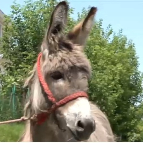 magar de la Iasi, devenit vedetă la facultatea de medicină veterinară