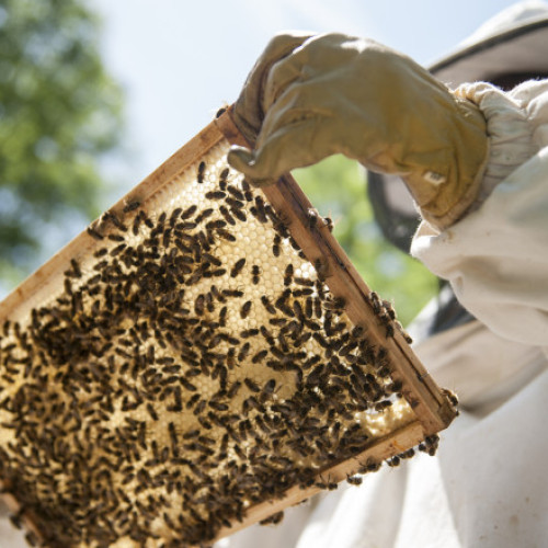 Mierea de salcâm va fi mai puțină și mai scumpă în acest an