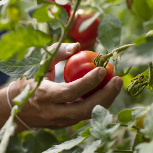 temperaturile extreme pun în pericol culturile de roșii din România