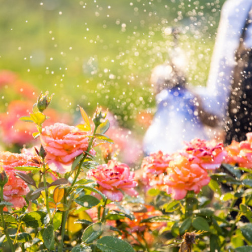 Peste 800 de soiuri de trandafiri, din întreaga lume, înfloresc în Grădina Botanică din Iași