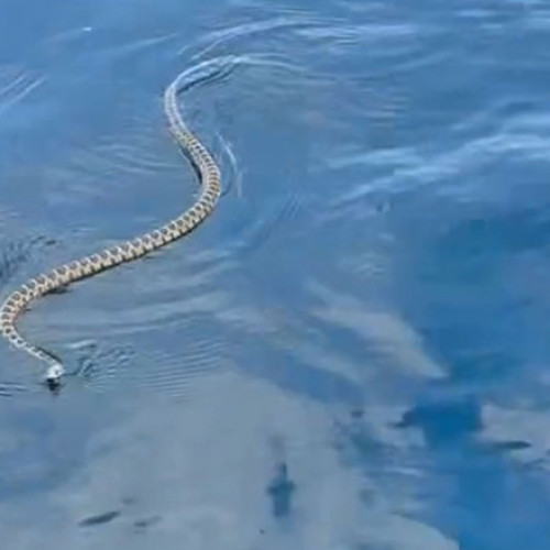 Serpi uriasi au provocat panica in Ibiza, au fost vazuti in apele insulei