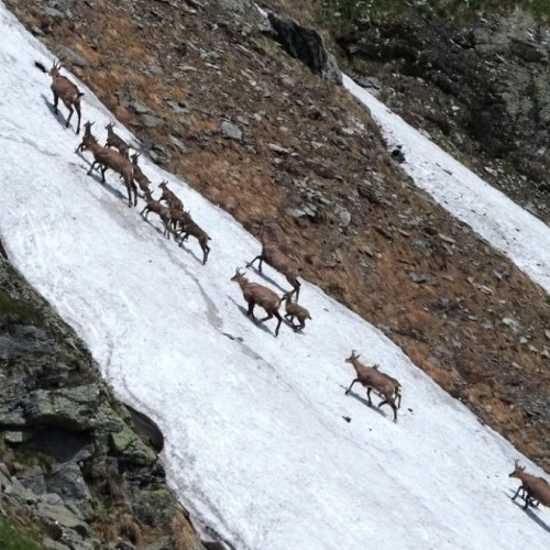Carrefourul de protecție pentru capra neagră din Munții Rodnei