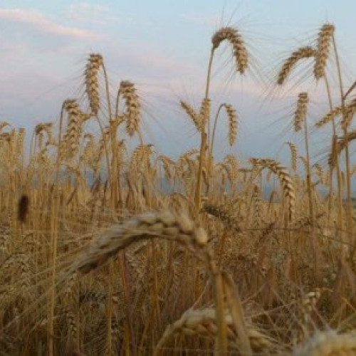 România se pregătește pentru cea mai mare producție de grâu din ultimii 28 de ani