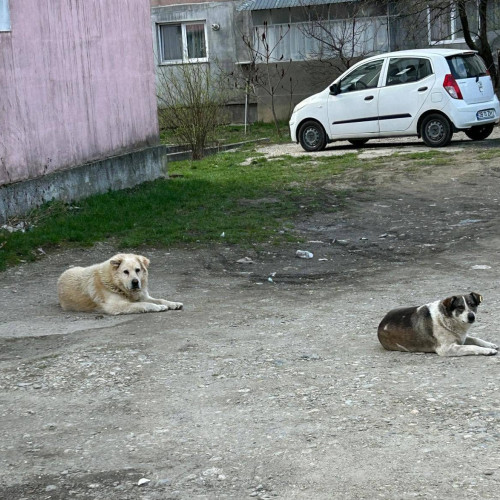 noua strategie a primăriei moreni pentru gestionarea câinilor fără stăpân
