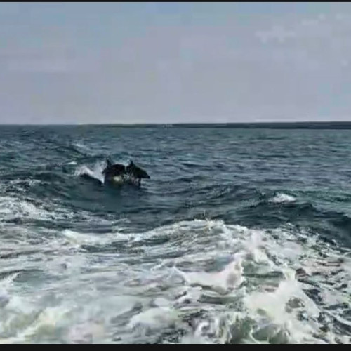 Delfini jucăuși au ieșit din mari, dansând pe valurile spumoase