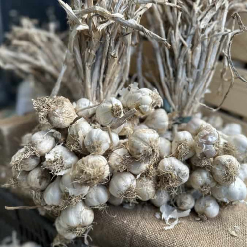 Ministerul Agriculturii va compensa pierderile producătorilor de usturoi cu până la 1.500 de euro pe hectar. Care sunt condițiile?