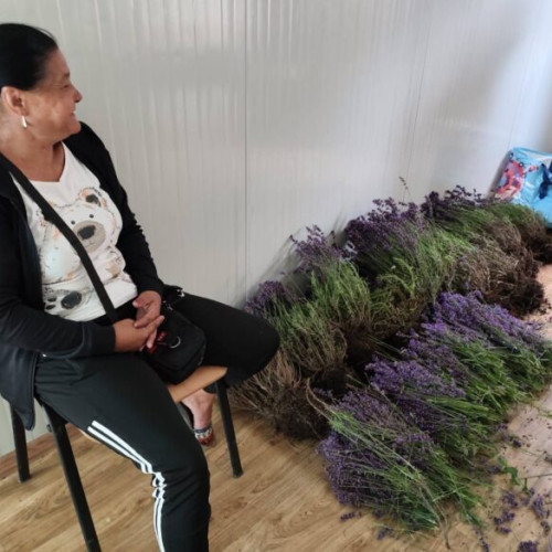 Femeie prinsă de două ori în scurt timp pentru furt de lavandă în Sector 6