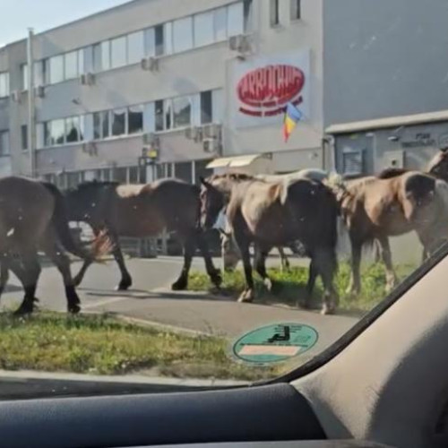 cai agita traficul în centrul orașului Cluj-Napoca