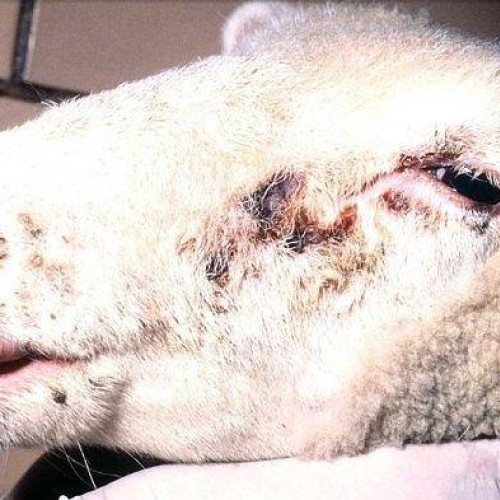 virusul POX - variola ovina, confirmat pentru prima data în România