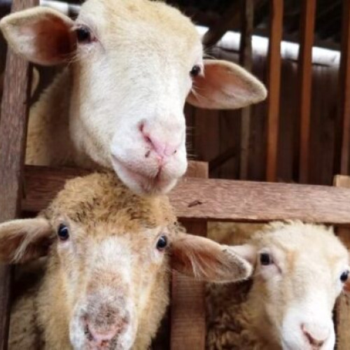 Primele cazuri de virus POX, cunoscut și ca variola ovina, confirmate oficial în România