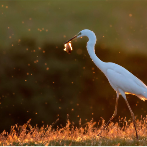 expozitie de fotografie "magia momentului" la oradea