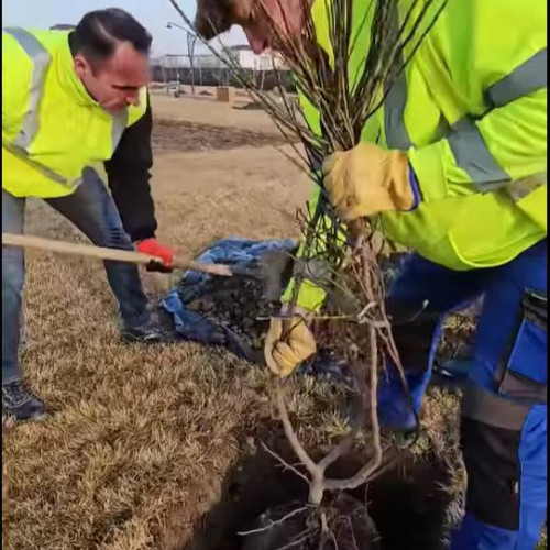 Știre: Peste 1000 de arbori plantați în Târgoviște