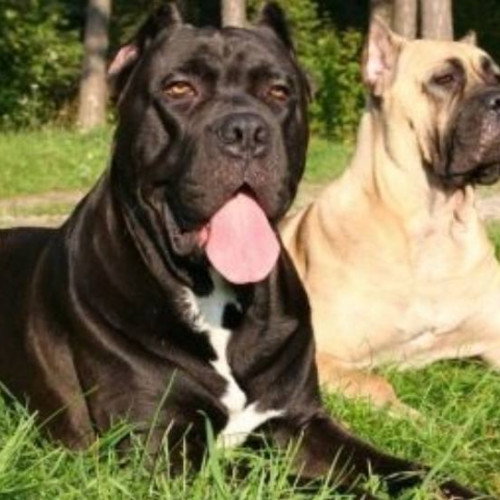 Politiștii dâmbovițeni, responsabili cu aplicarea legilor pentru protecția animalelor: Identificarea a peste 580 de exemplare canine!