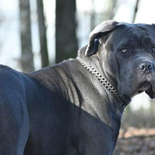 Câine negru de dimensiuni mari, pericol pentru locuitorii din Cluj-Napoca