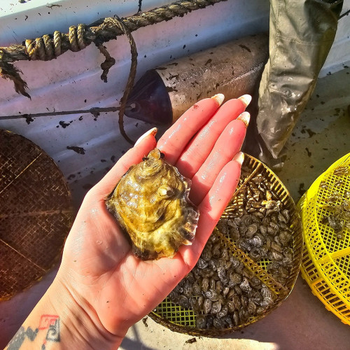 Progres în cultivarea stridiilor în Marea Neagră printr-un proiect de cercetare