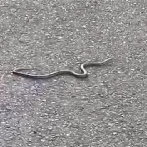 Un șarpe surprins încercând să traverseze strada pe strada Cometei din cartierul Zorilor