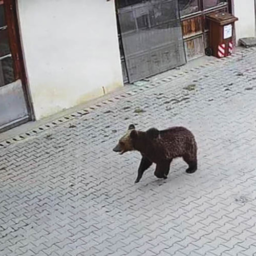 N. Dumitrescu, implicat într-un incident rutier