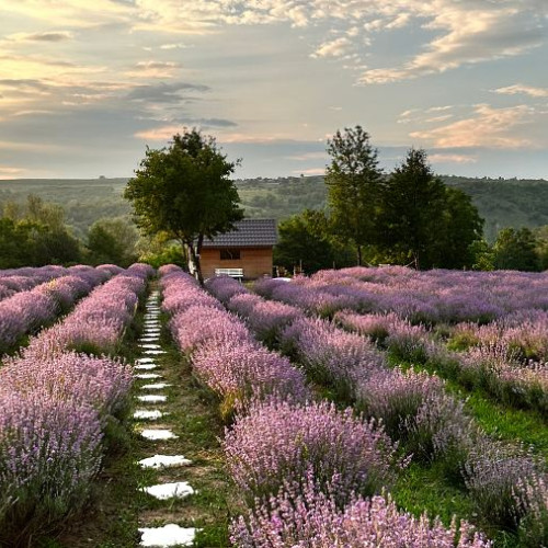 lanul de lavanda din băcăoani, o atracție de vară pentru iubitorii naturii