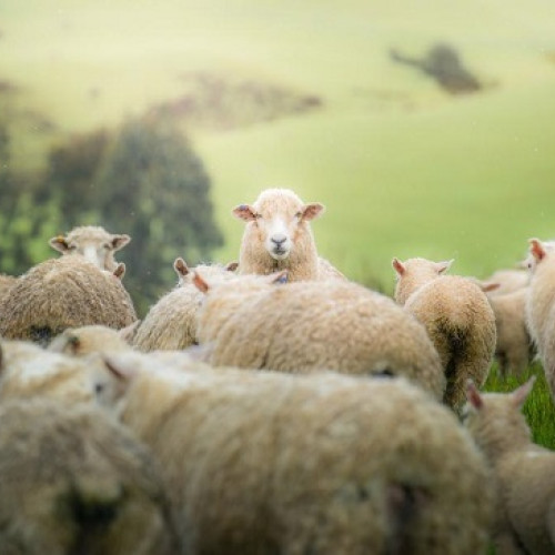 primul caz de variola ovina confirmat în România