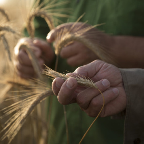 Testare a peste 400 de soiuri de grâu în cadrul universității din Iași