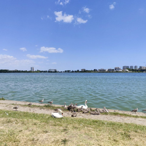 familie de lebede, spectacol natural pe lacul tabărești din constanța