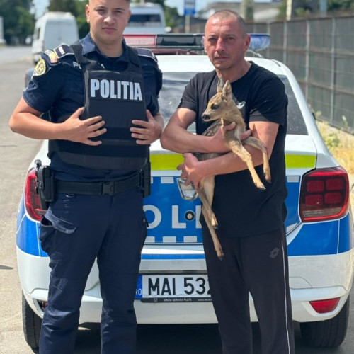 Salvare de urgență a unei căprioare rănite în apropierea pădurii Drislea