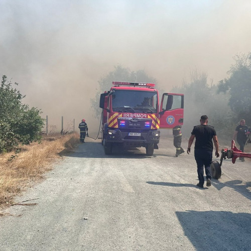 Incendiu de pădure în zona Medgidia